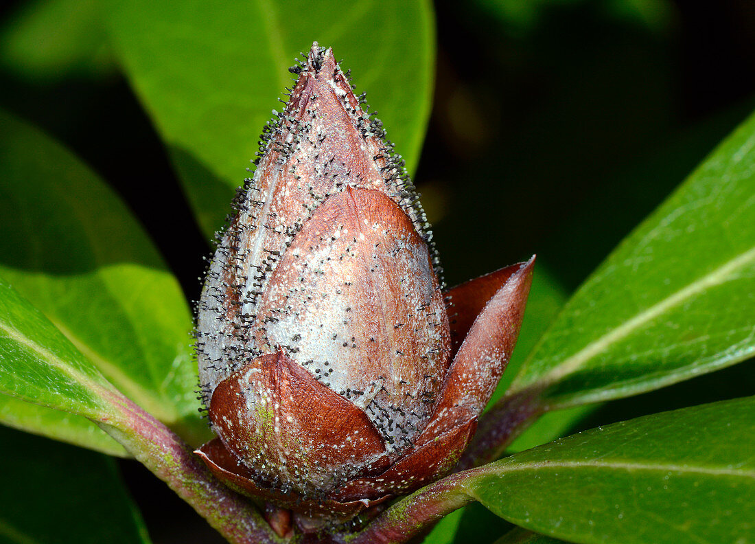 Rhododendron bud blast