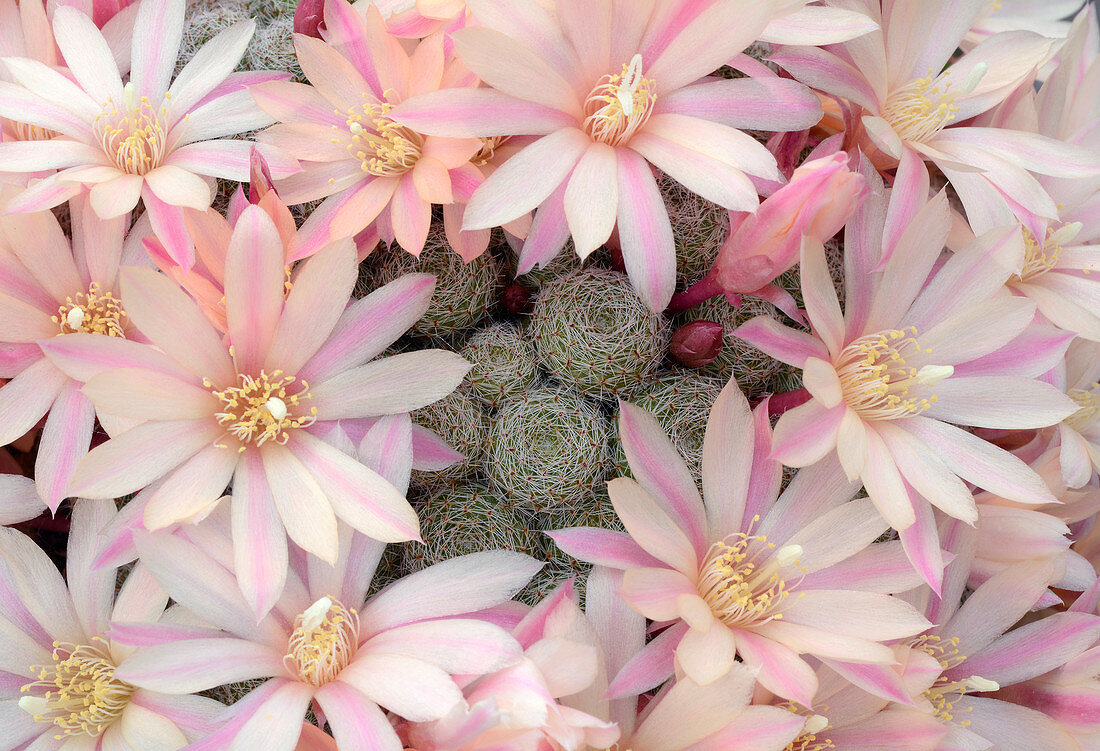Cactus Aylostera heliosa x albiflora