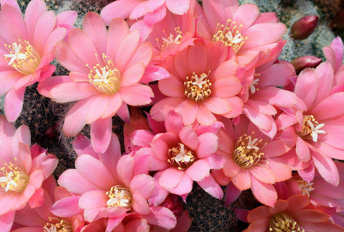 Cactus Rebutia albiflora