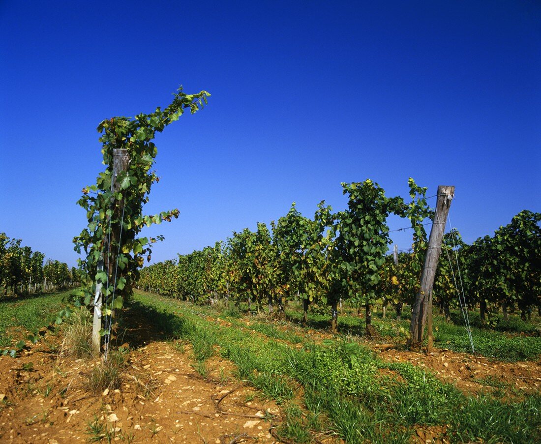 Drahtrahmenerziehung: Pinot Noir der Cotes de Beaune, Burgund