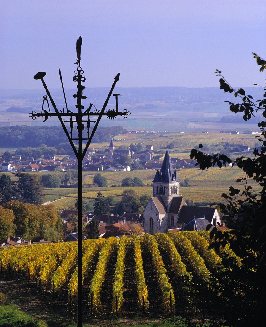 Herbst im Weinberg bei Ville-Dommange nahe Reims, Champagne