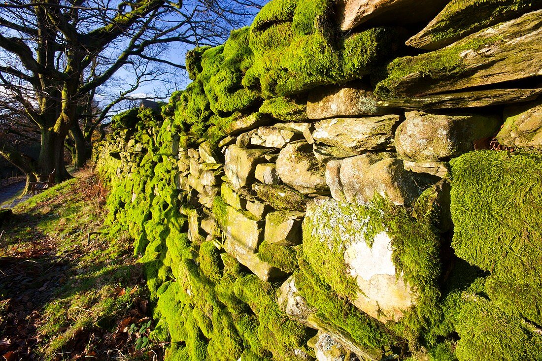 Moss on a drystone wall