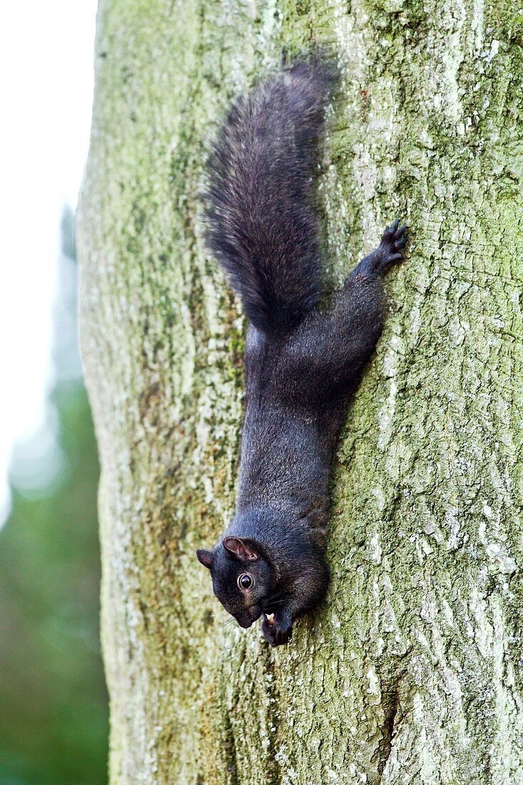 Black squirrel eating a nut