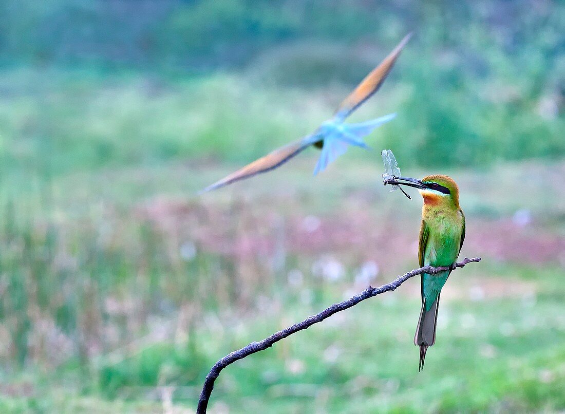 Blue-tailed bee-eater