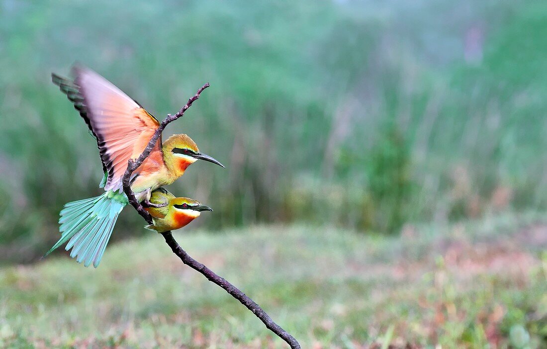 Blue-tailed bee-eaters mating