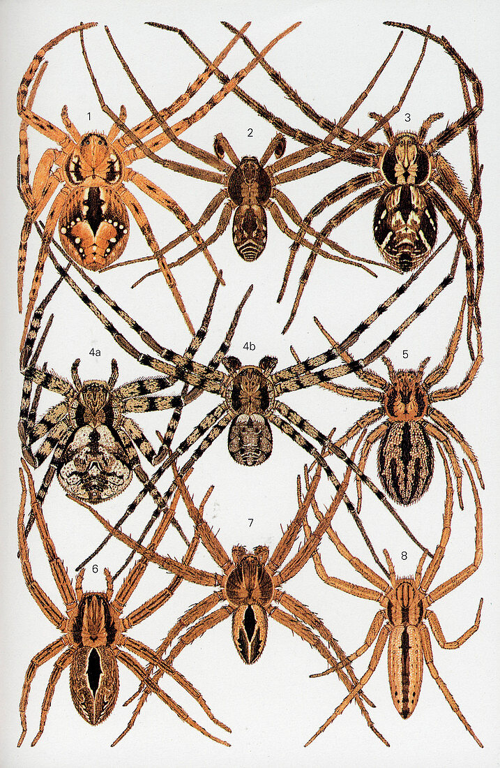 Spider illustrations