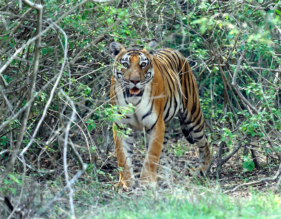 Bengal tigress in the bush
