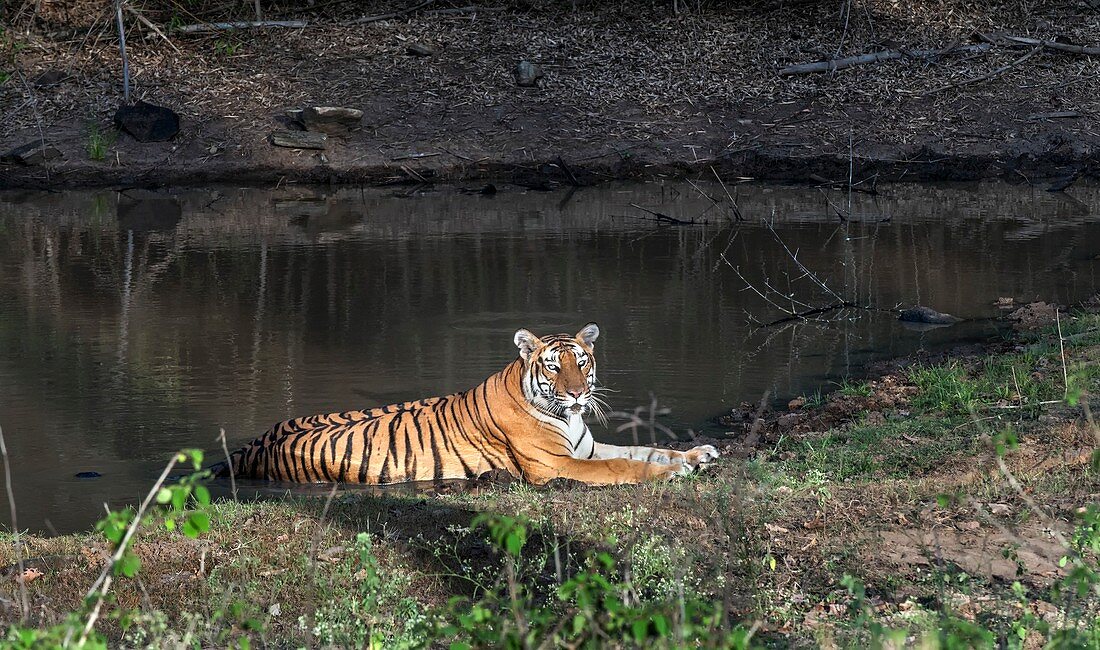 Bengal tigress resting in a pool