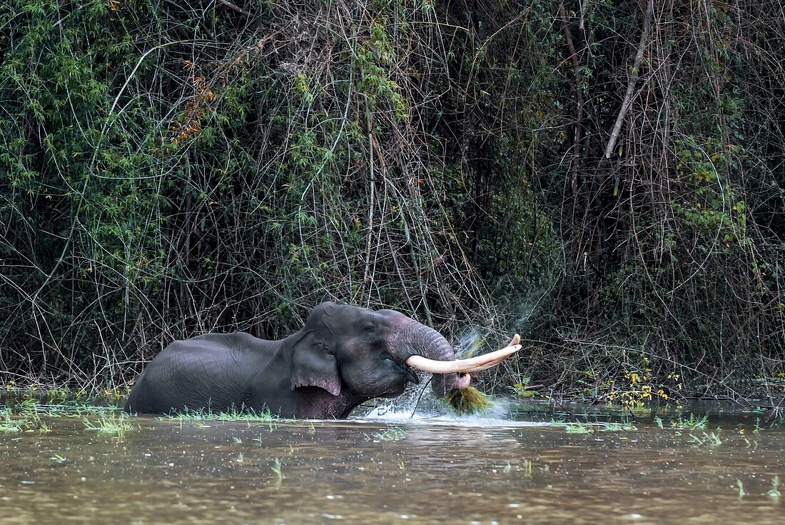 Asian elephant feeding in a river