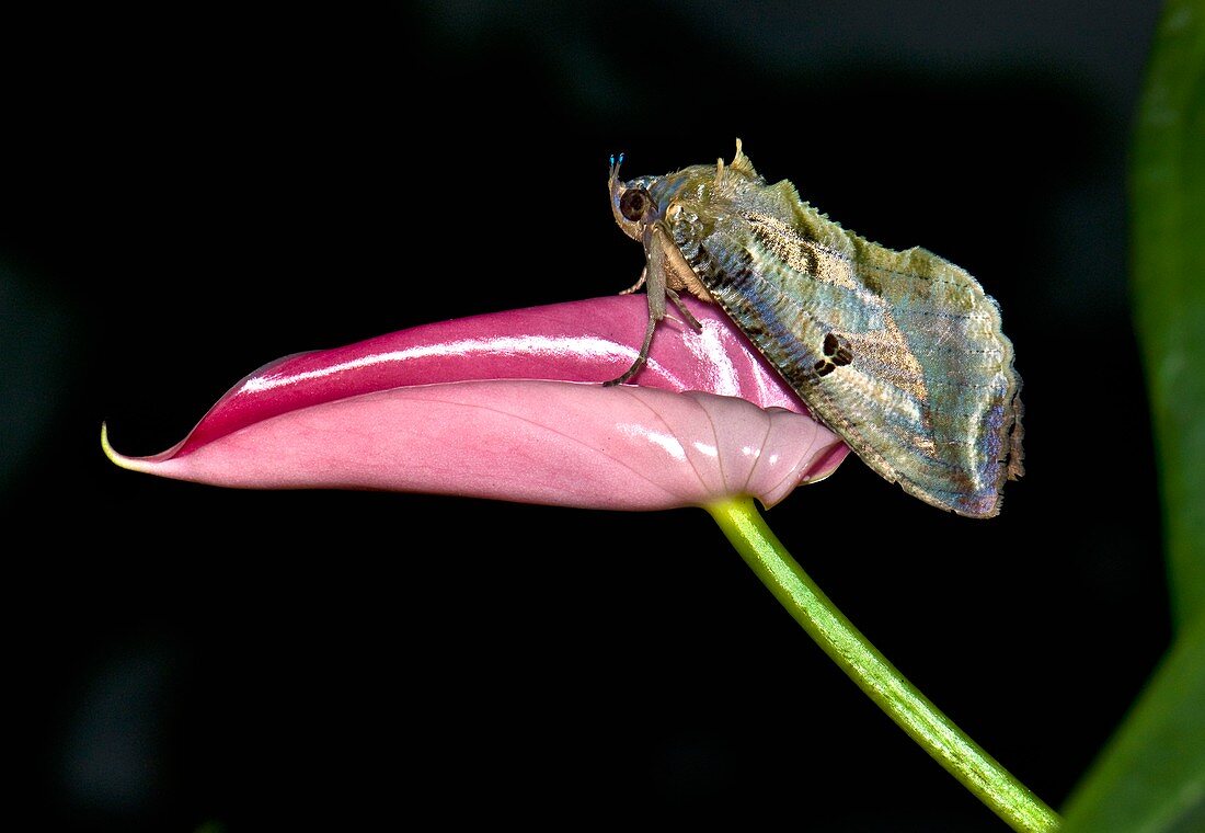 Dot-underwing moth