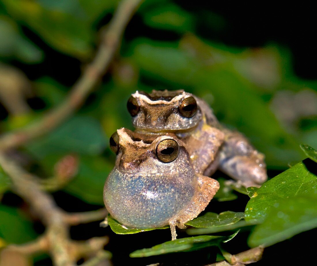 Male bush frogs