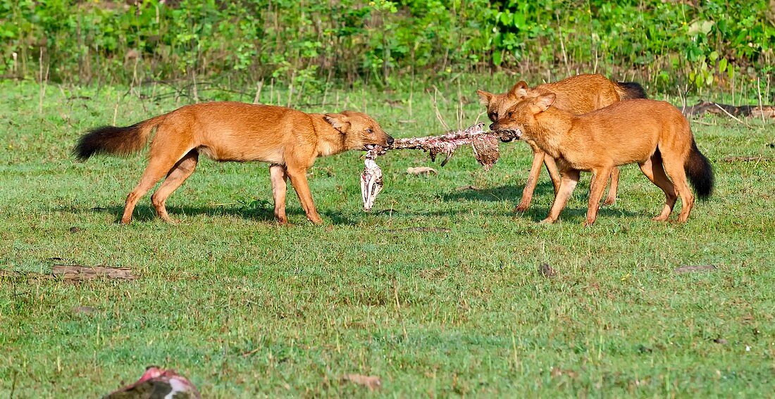 Wild dogs playing with a carcass