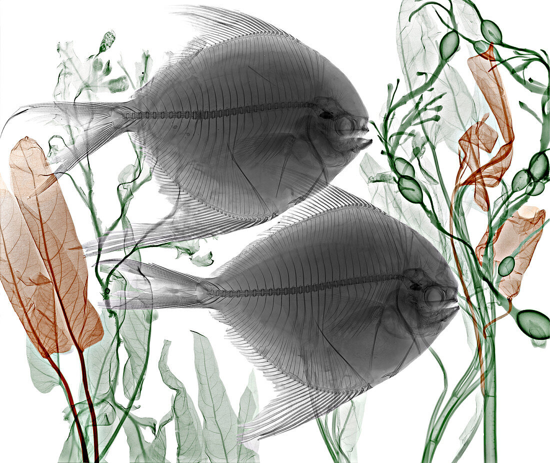 Pomfret fish and aquatic plants,X-ray