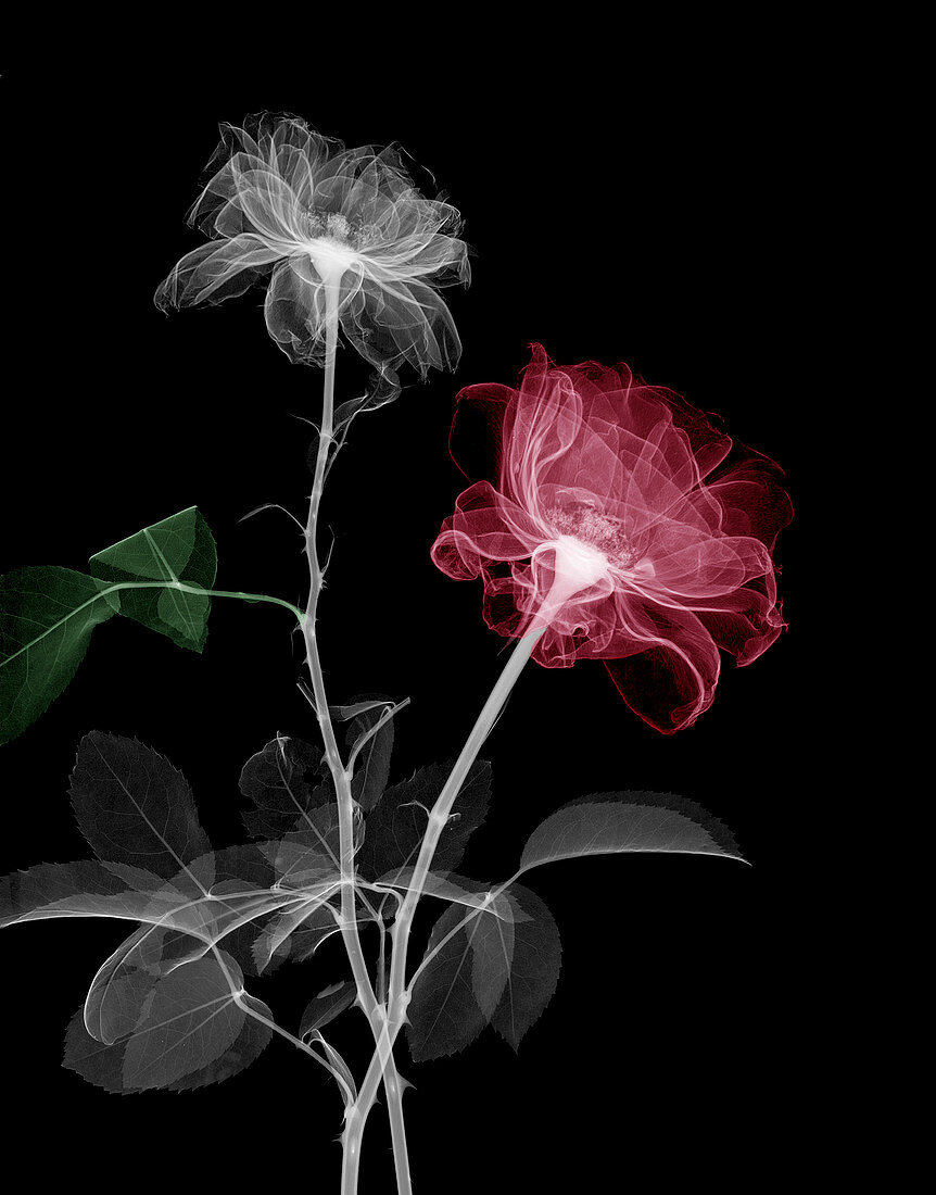 Rose flowers,X-ray