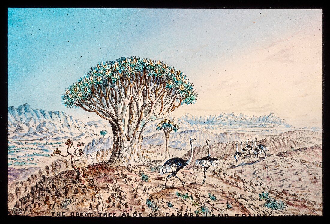 Quiver tree and ostriches,19th century