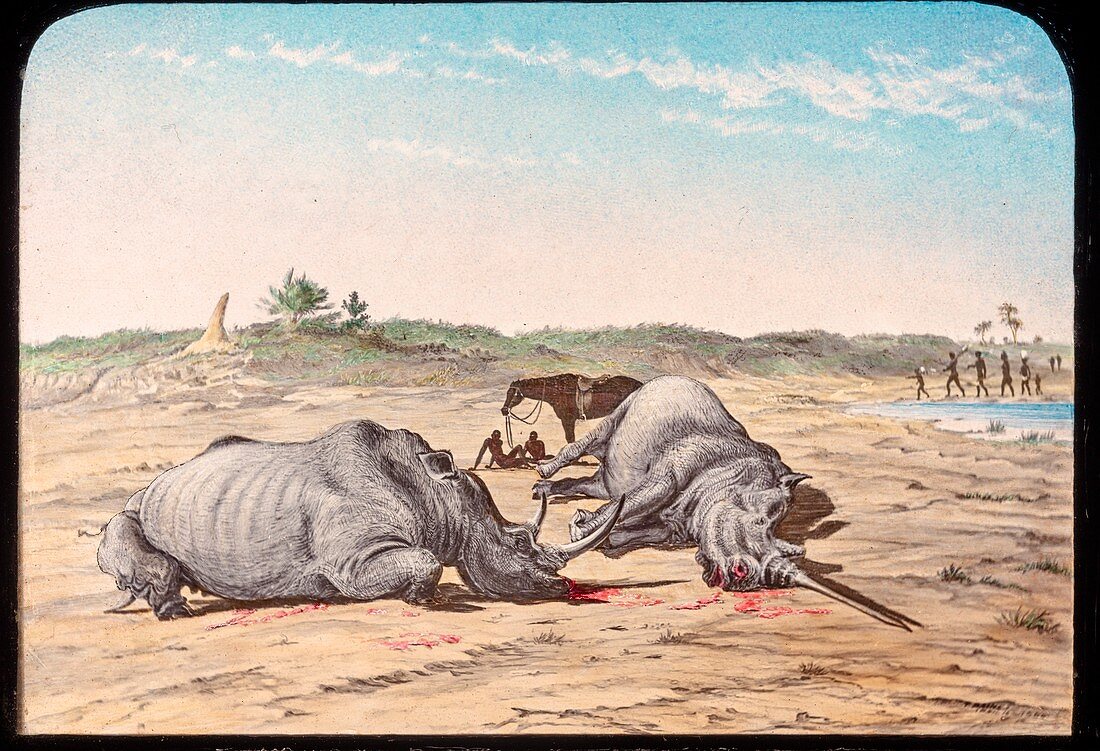 Shot white rhinoceroses,19th century