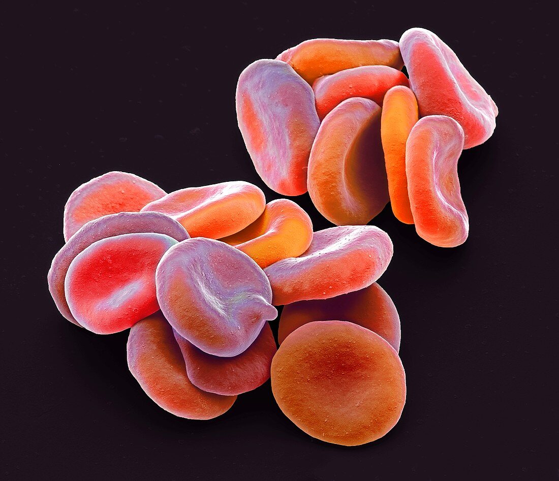 Red blood cells,SEM