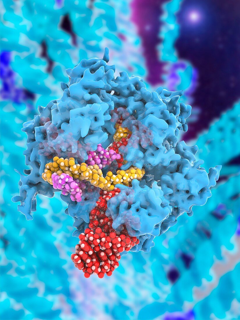 CRISPR-Cas9 gene editing complex