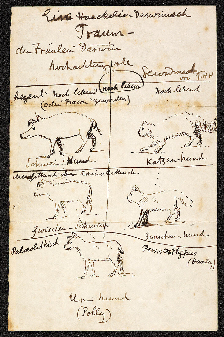 Huxley on Charles Darwin's dog,1870s