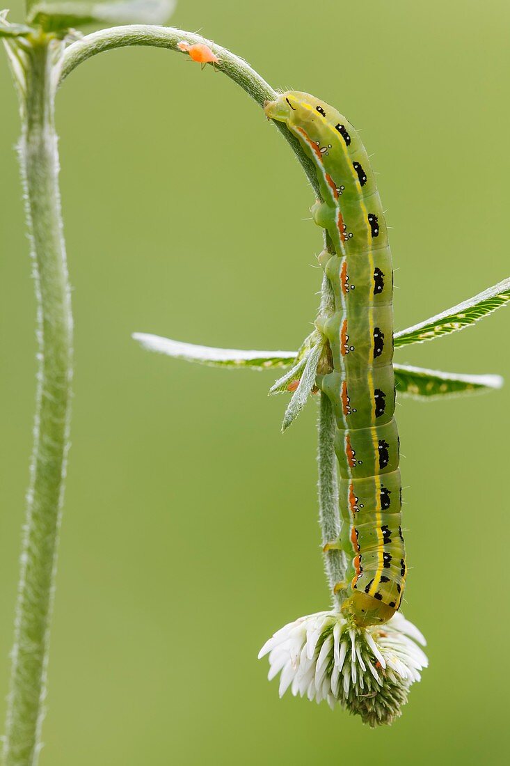 Sword-grass caterpillar
