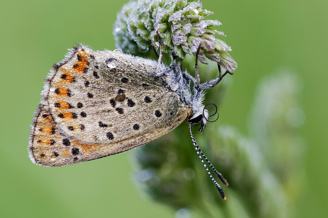 Sooty Copper Butterfly