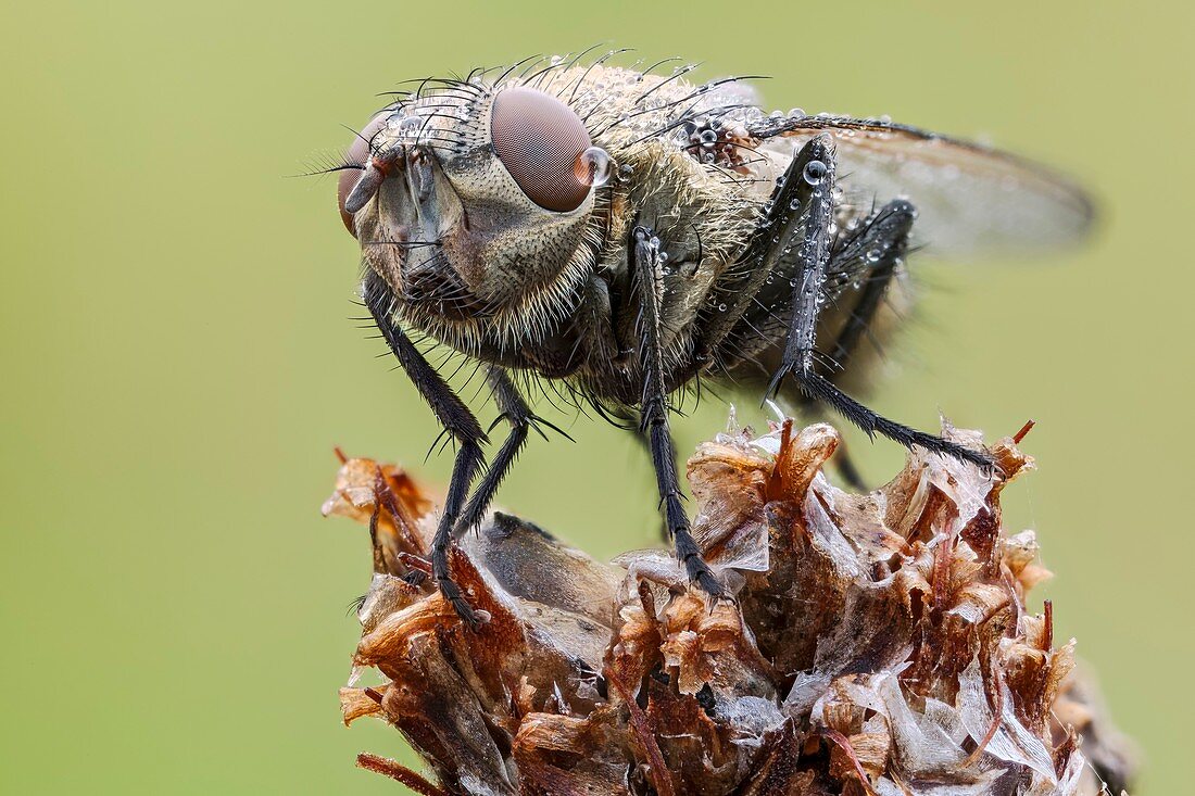 Common Cluster Fly