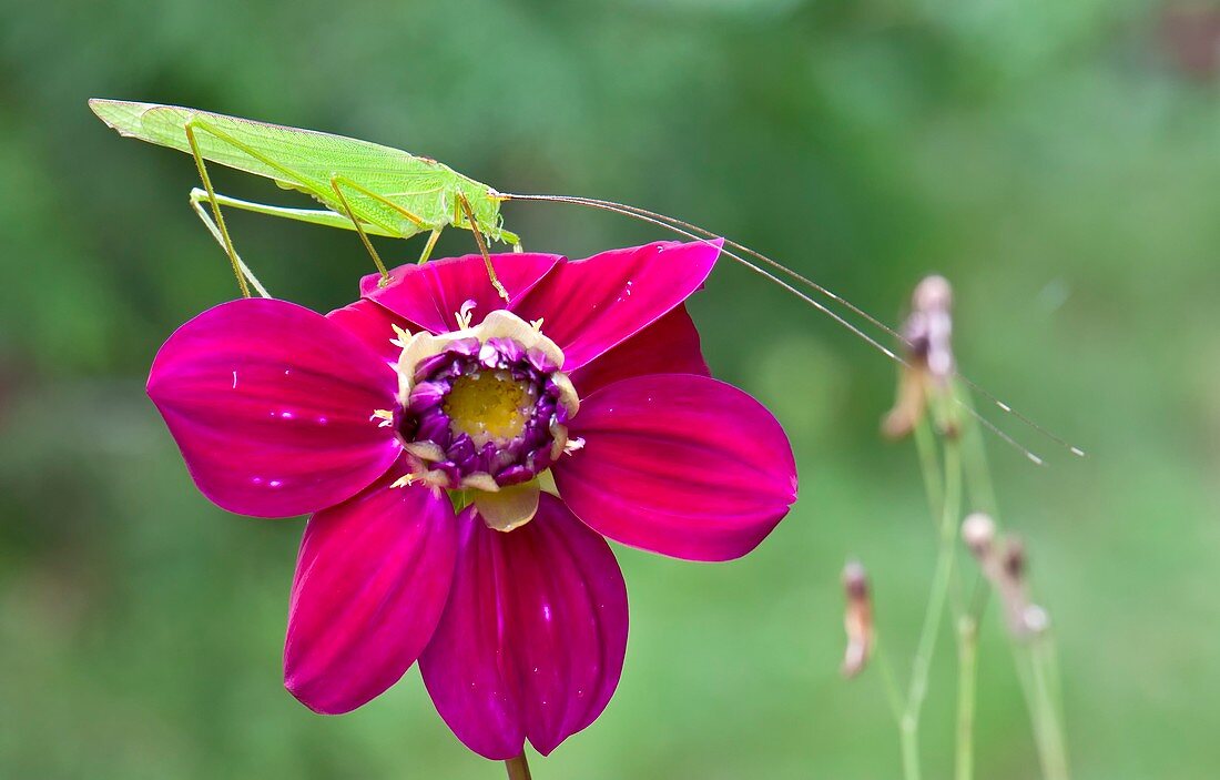 Katydid on a flower