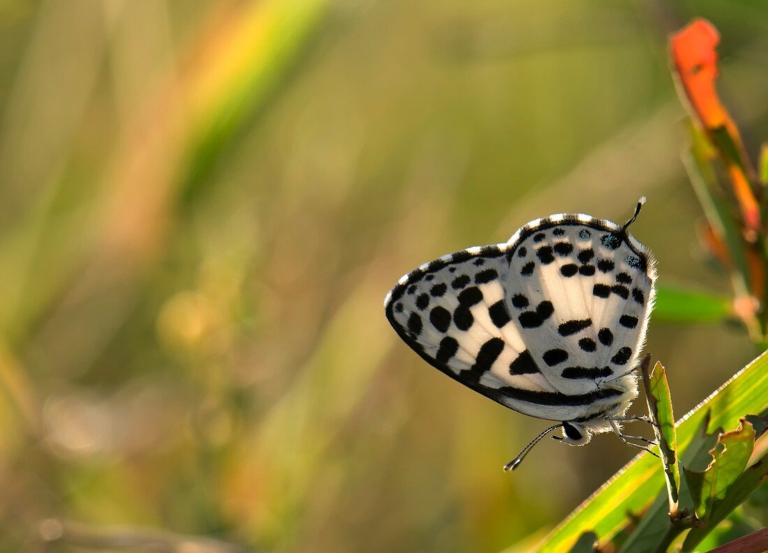 Common pierrot butterfly