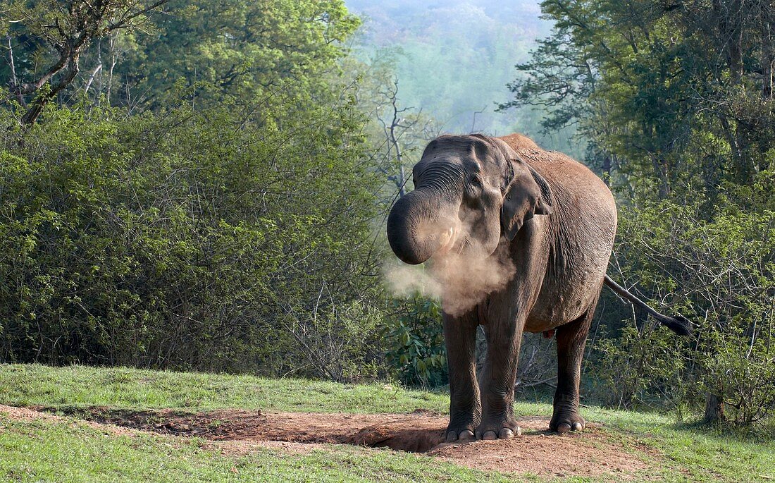Asian elephant at a mineral lick