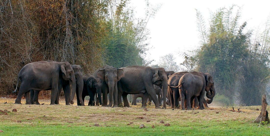 Asian elephant herd