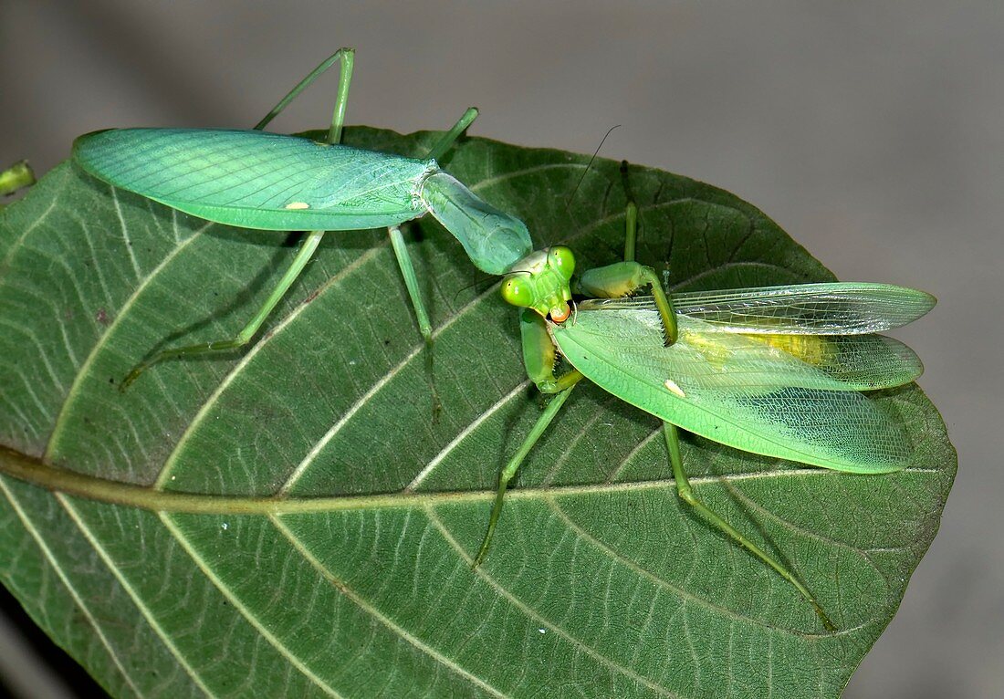 Asian mantis eating her mate