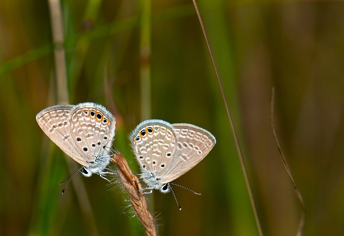 Grass jewel butterflies