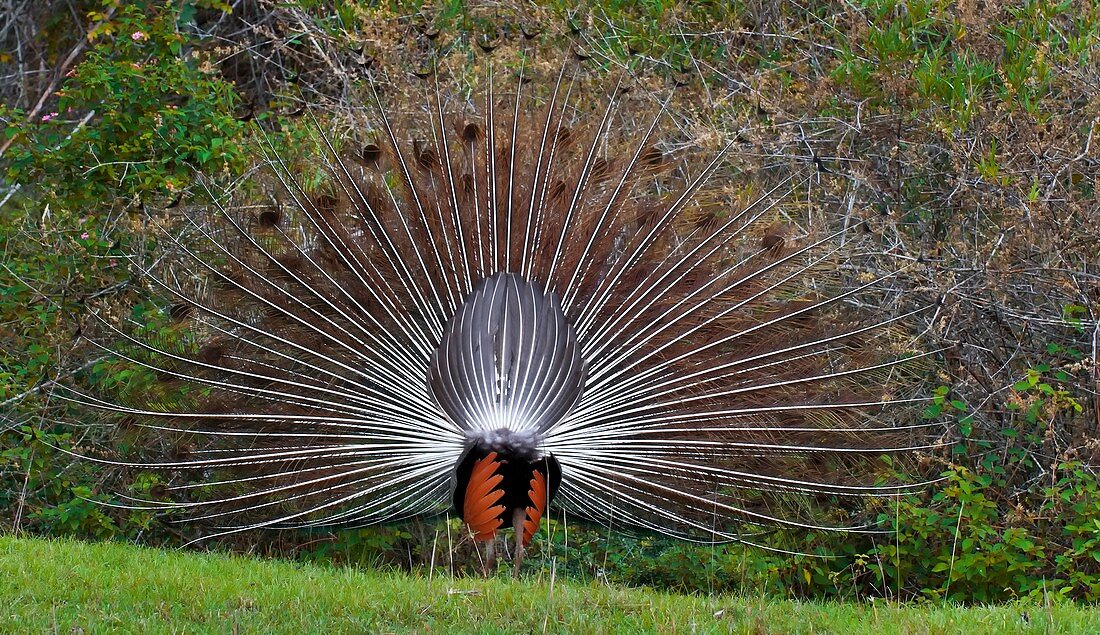 Indian peacock displaying