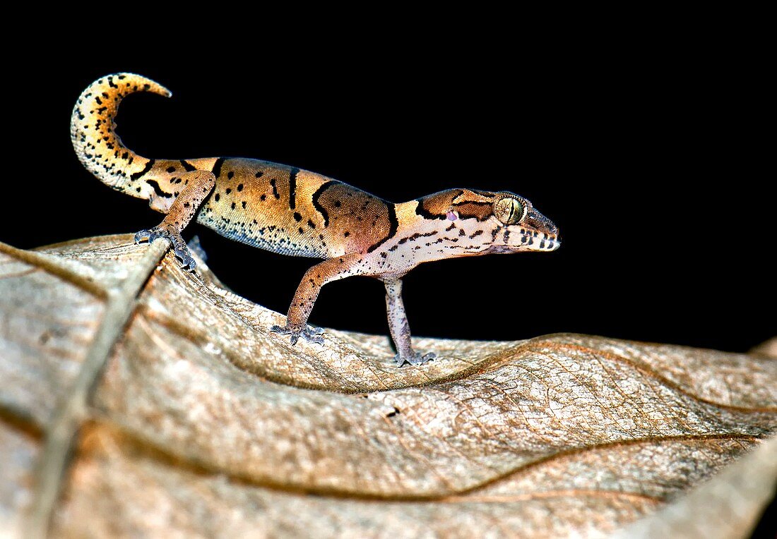 Kollegal ground gecko