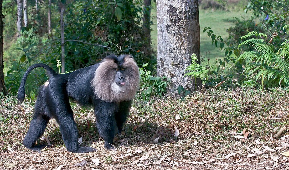Lion-tailed macaque alpha male