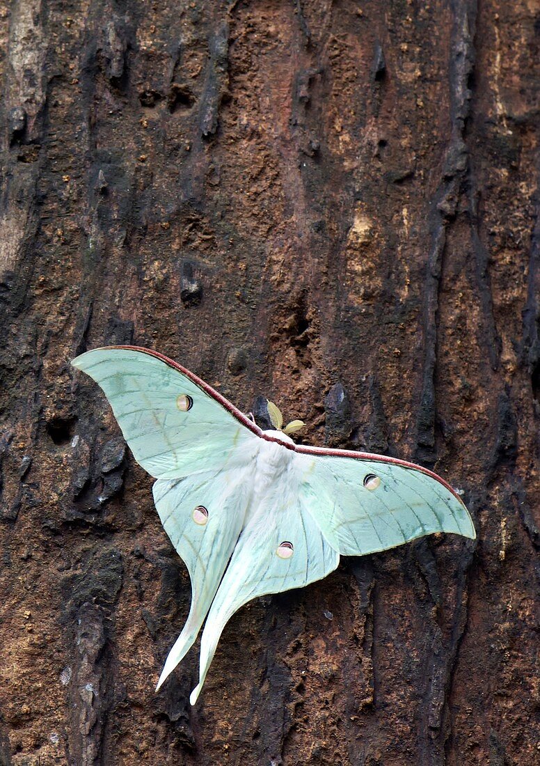 Indian moon moth