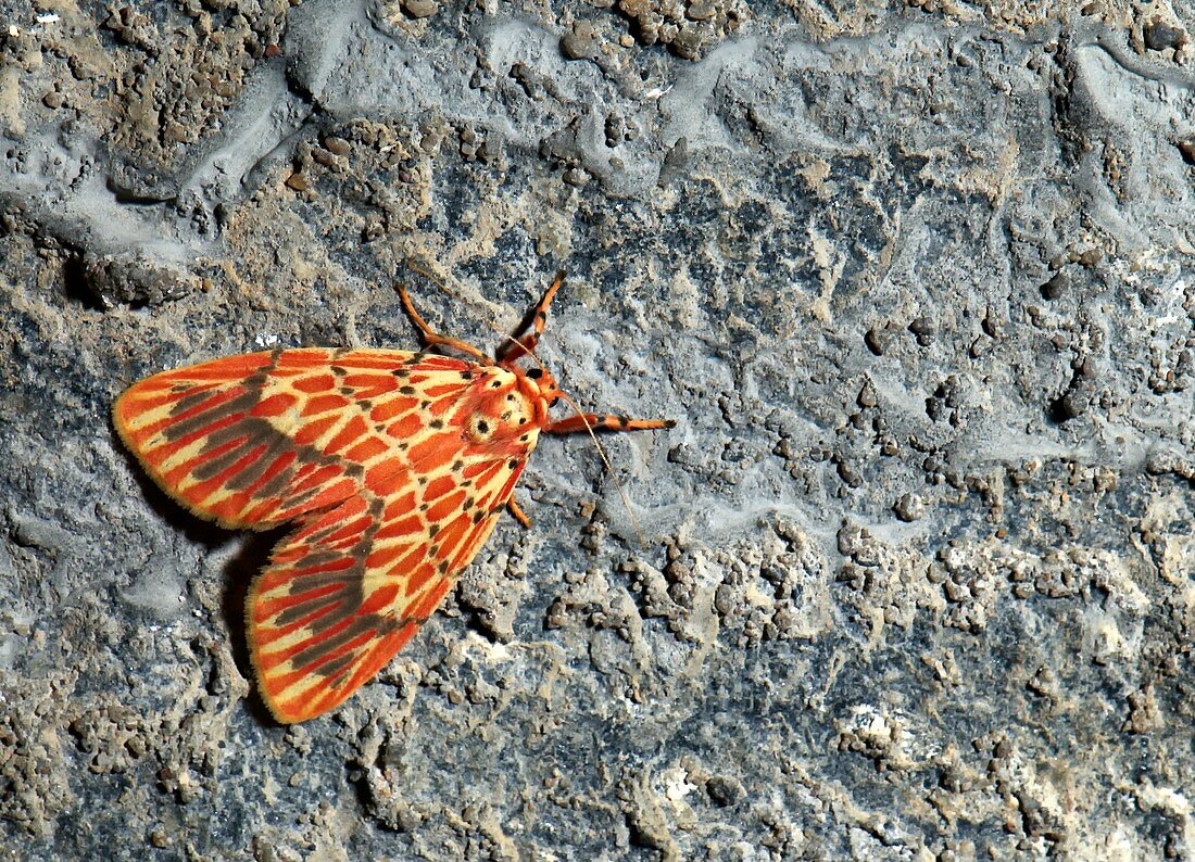 Moth (Miltochrista gratiosa)