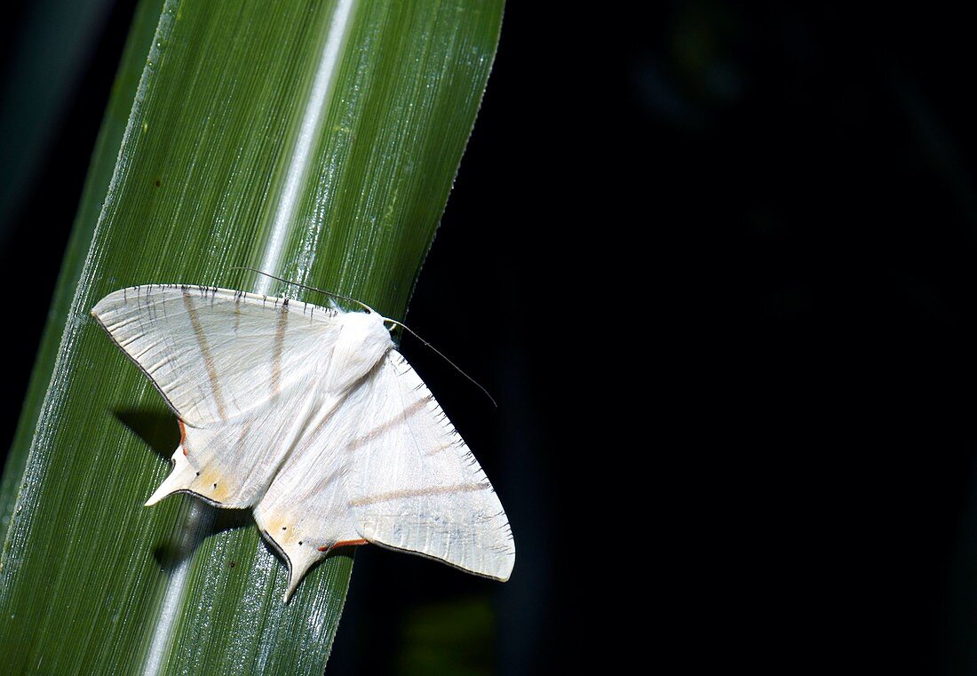 Moth (Ourapteryx marginata)