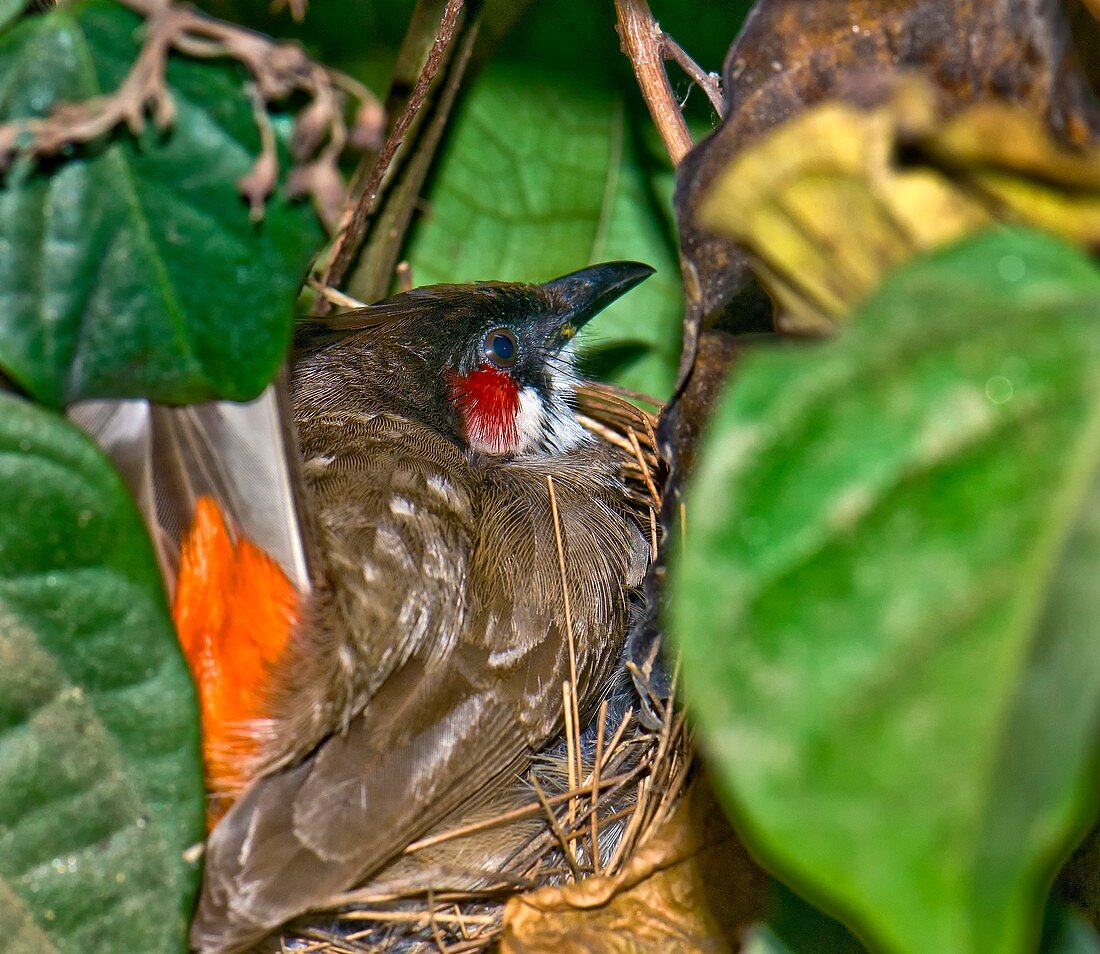 Red-whiskered bulbul on nest