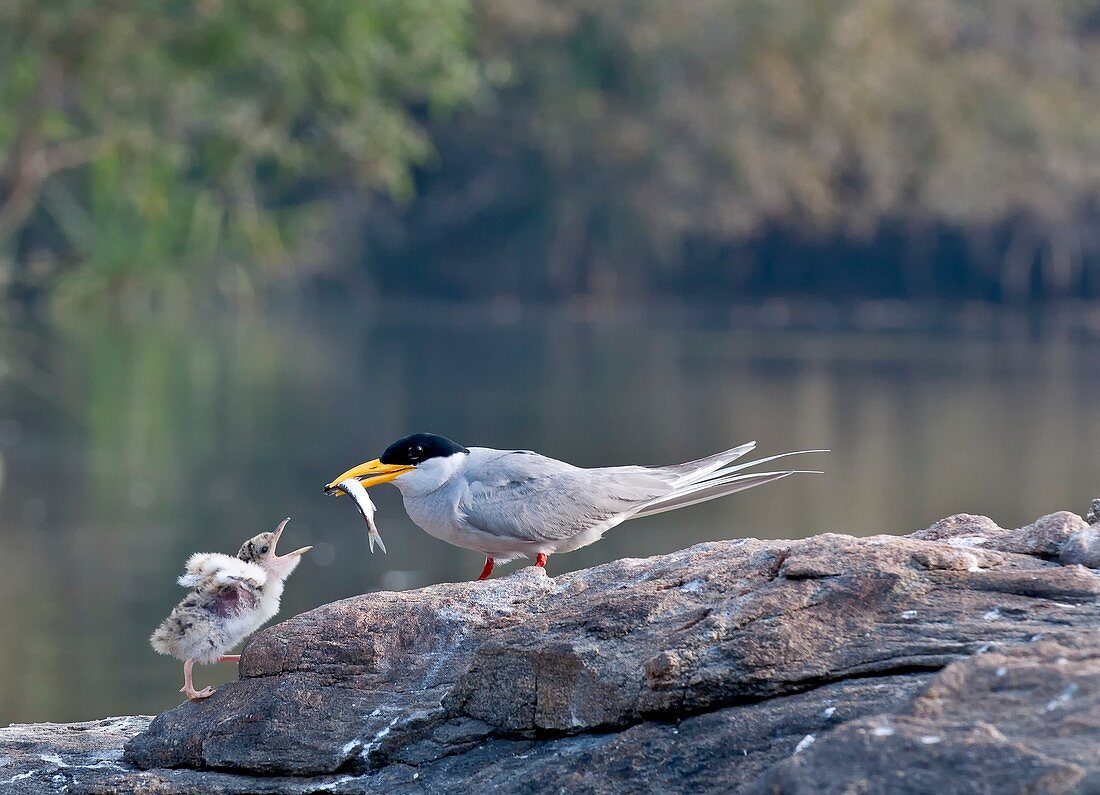 Indian river tern feeding chick
