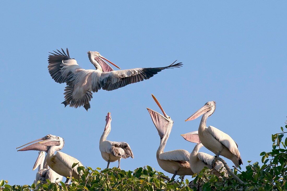 Spot-billed pelican in flight