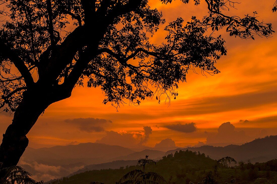 Sunset over forested hills,India
