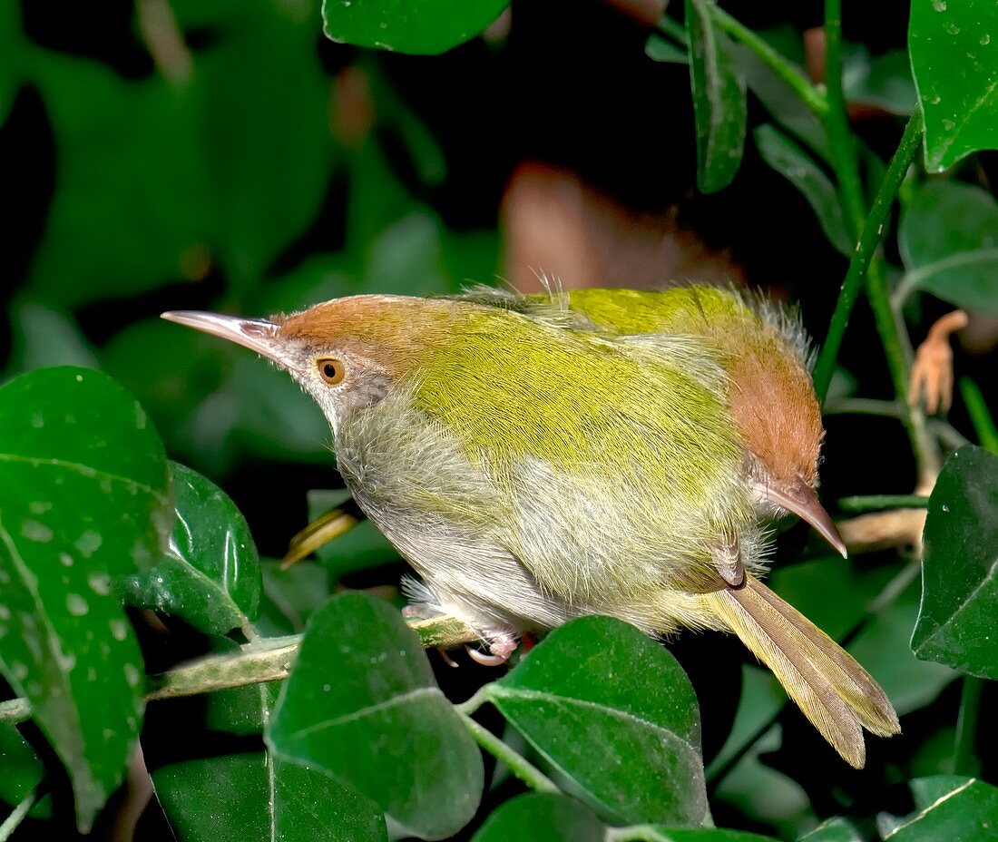 Common tailorbirds roosting