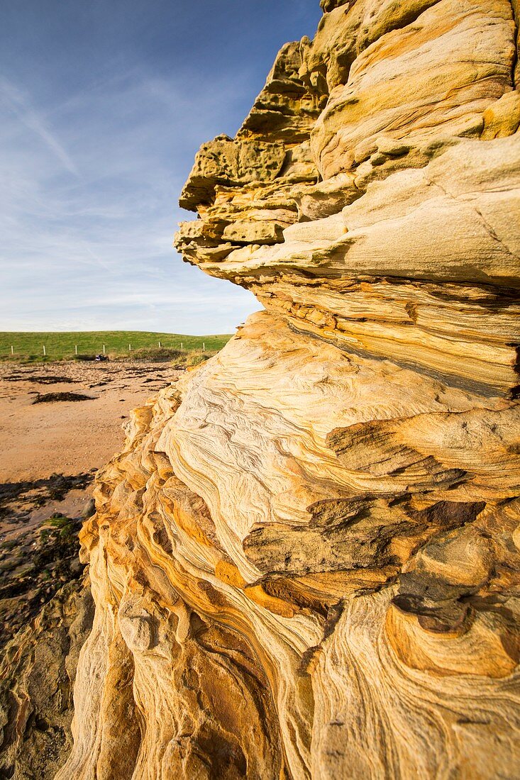 Weathered sandstone sea cliff