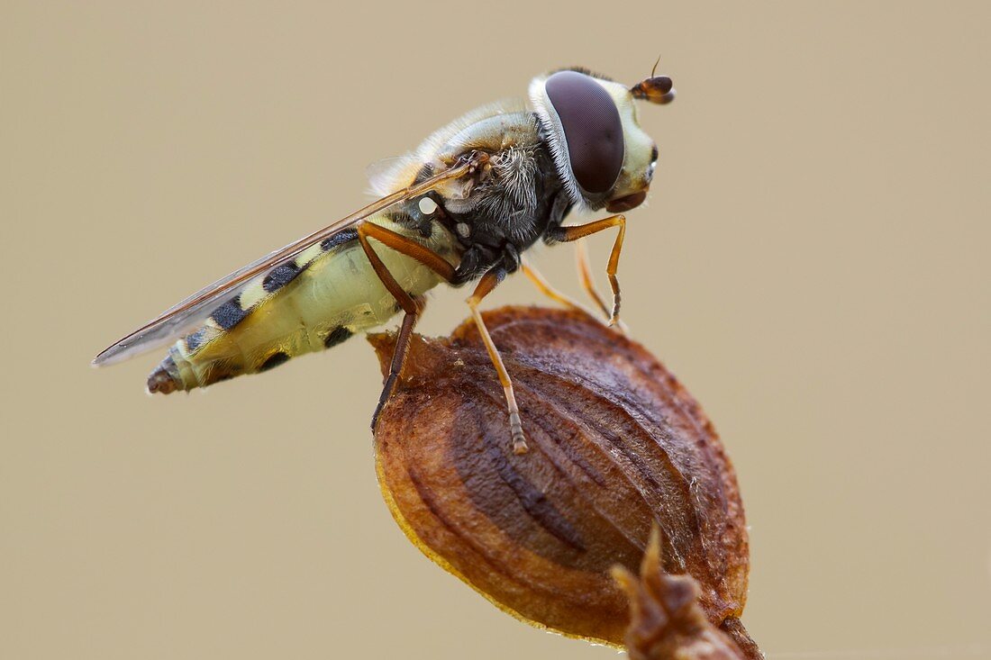 Parasitized Hoverfly