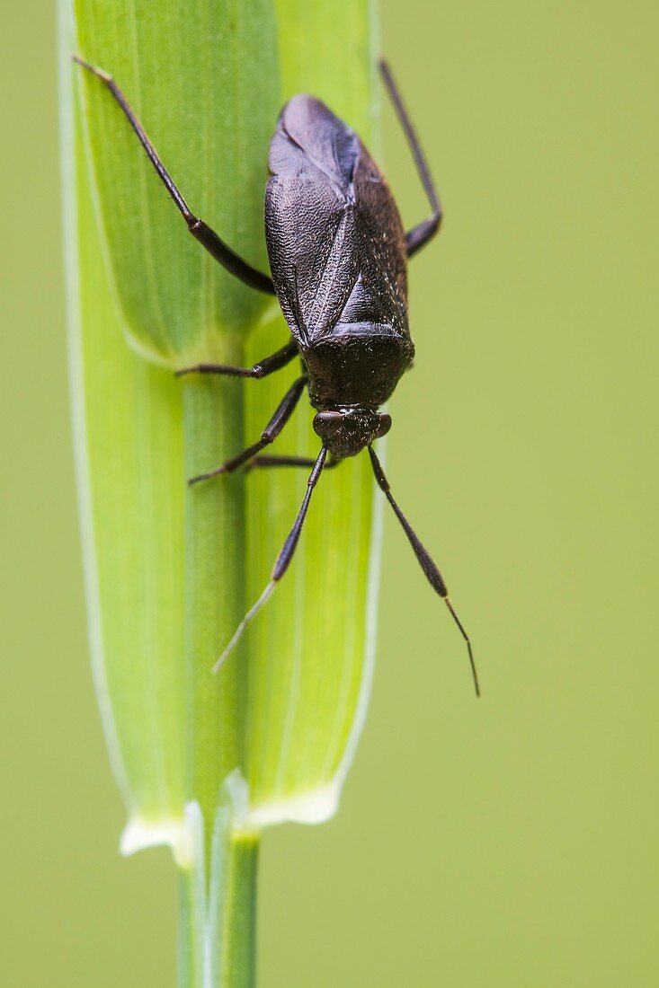 Capsus plant bug