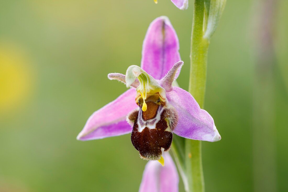 Bee Orchid