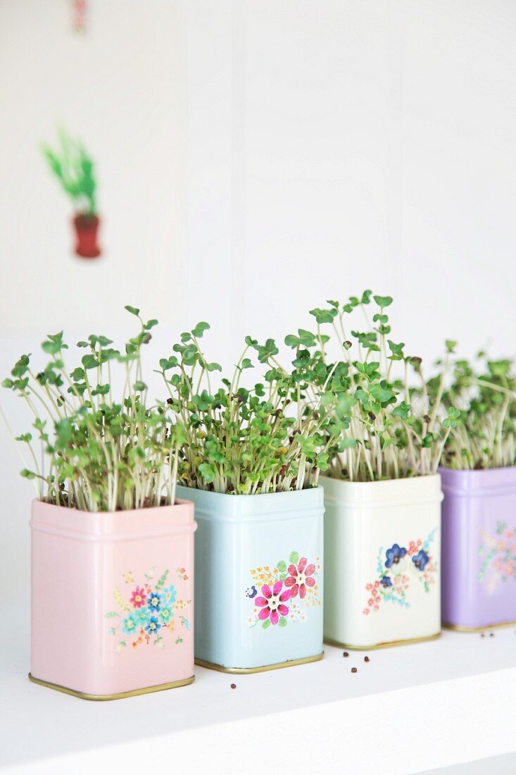 Cress growing in pastel tins painted with romantic floral designs