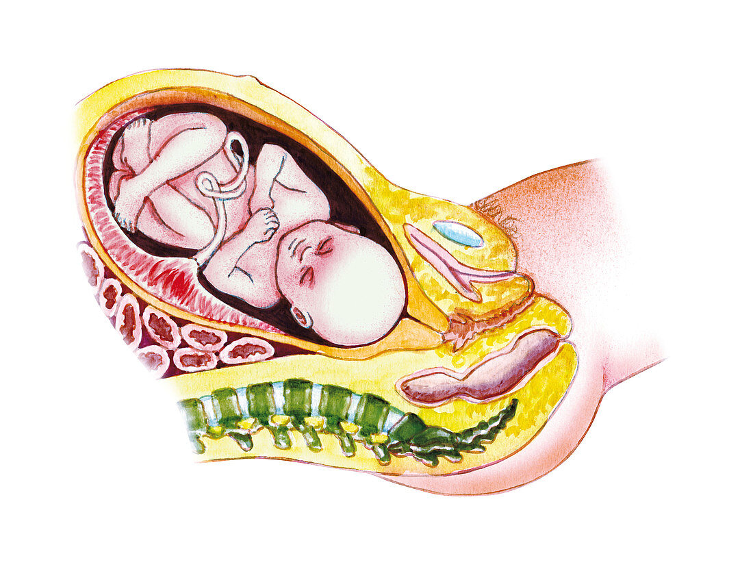 Full term foetus,illustration