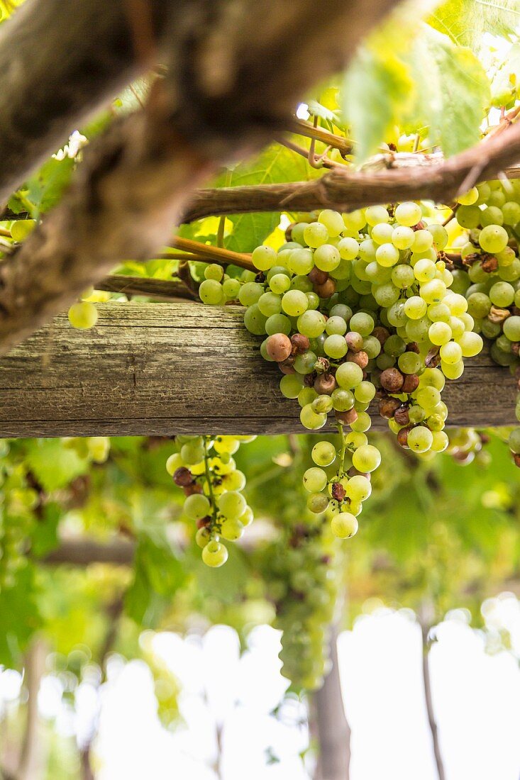 White wine grapes, Amalfi coast, Italy